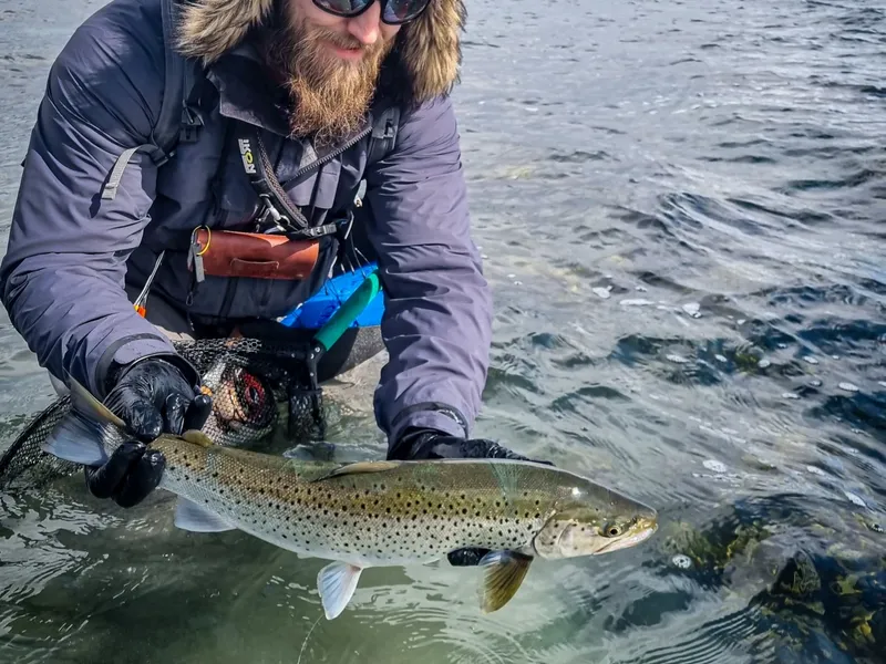 Lowering a sea trout back into the fjord