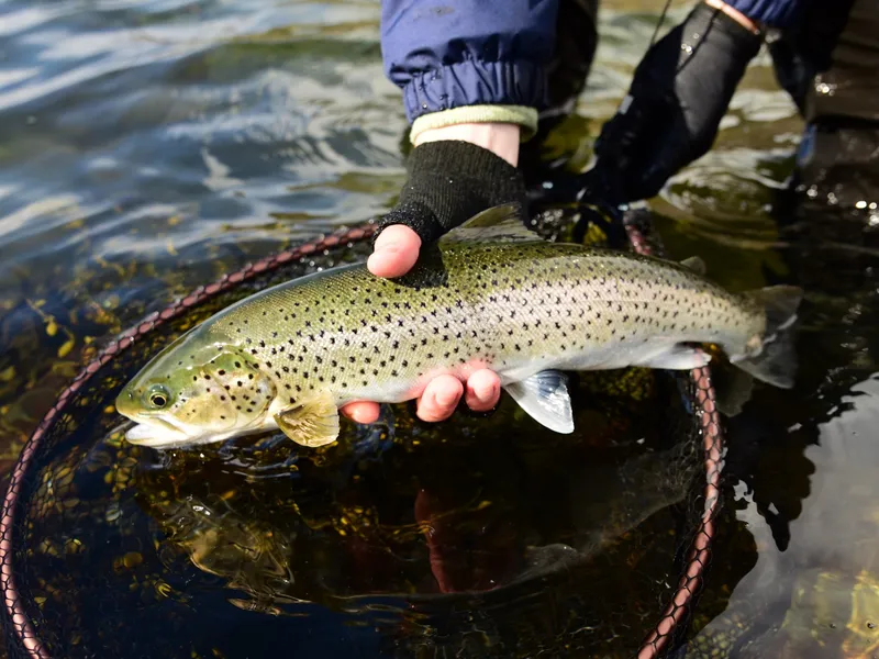 A fjord sea trout in the net, spotted and silver