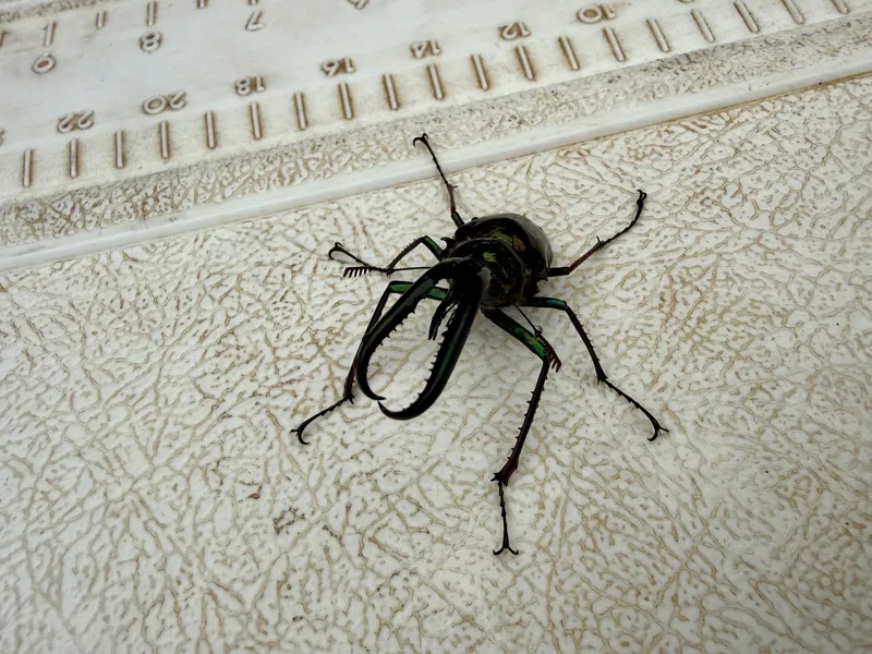 Cantaria beetle — when these start falling in February, the trout look up
