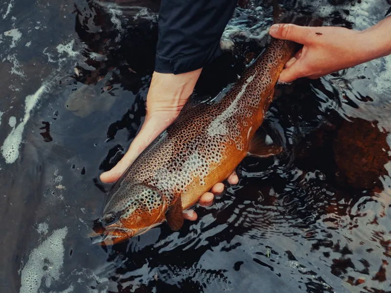 Finnmark Fly Fishing