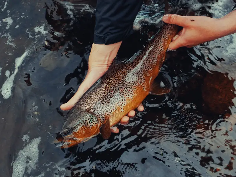 Finnmark Fly Fishing