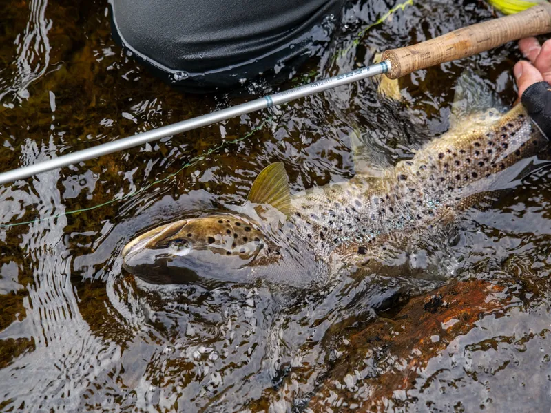 A lake-run brown trout ready to be released