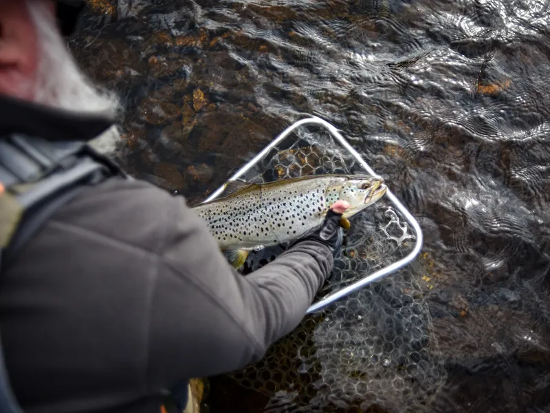 A brown trout in the net before it goes back