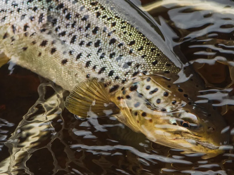 Close up of a brown trout in the net