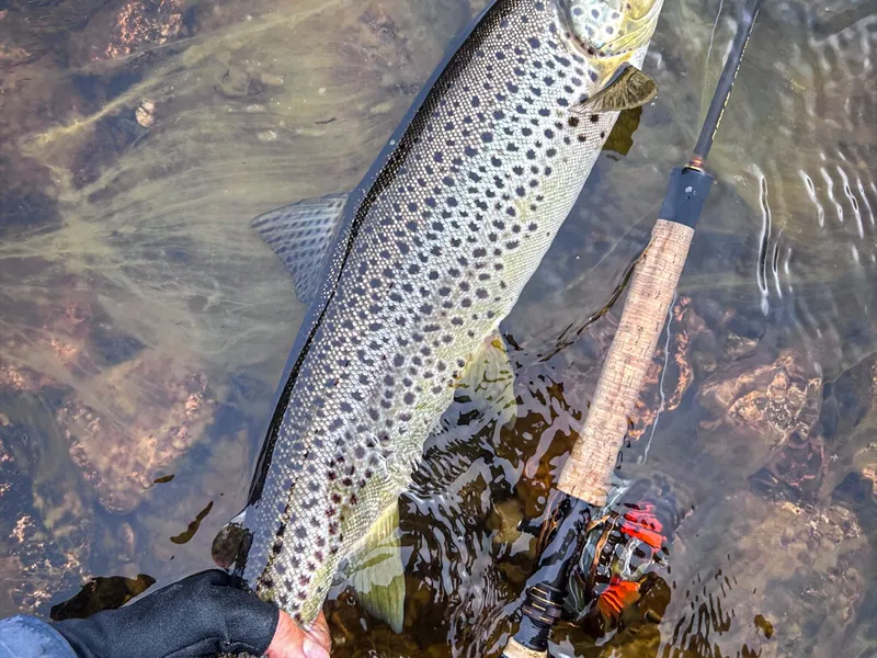 A spotted migratory brown trout in the water