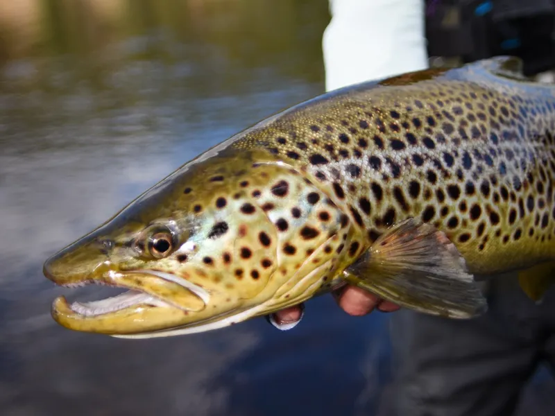A big brown trout, kype and spots