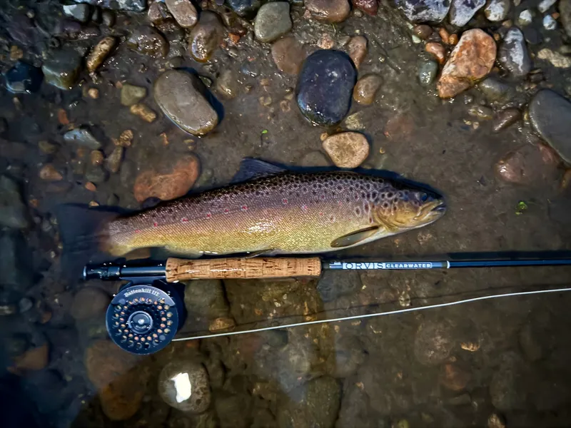 Late-night brown trout during a mayfly hatch