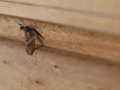 Mayfly on cabin wall