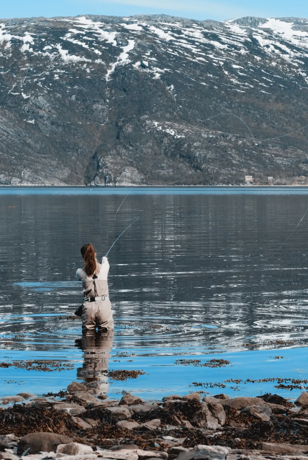 Wading angler casting to a sea trout swirl on a glassy calm fjord at low tide, seaweed on the rocks in front and snow on the hills across the water