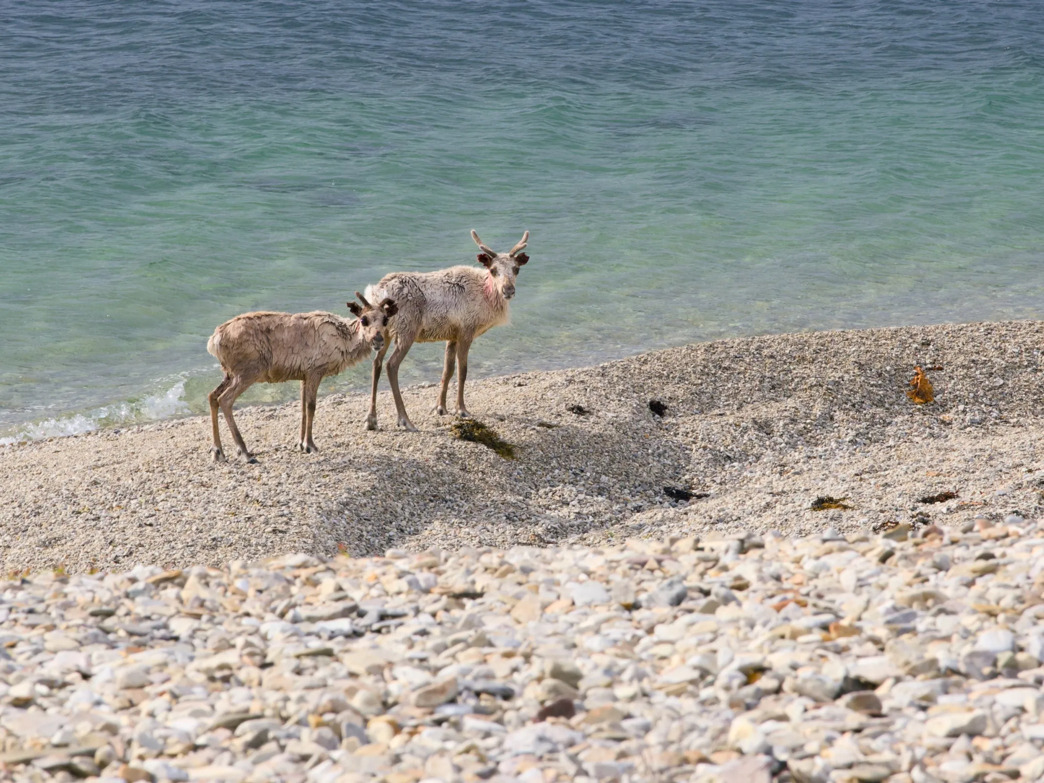 Two reindeer on a pebble beach at the water’s edge